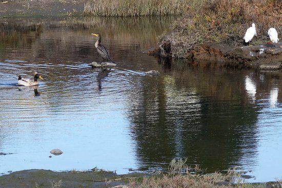 Famosa Slough State Marine Conservation Area